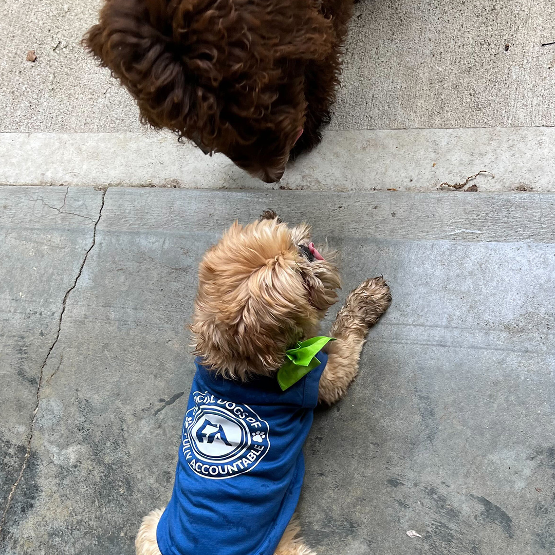 Dogst 2022 - Photo 11