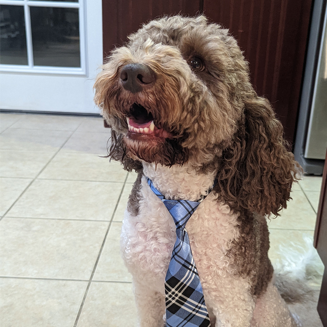 Dogst 2022 - Photo 23