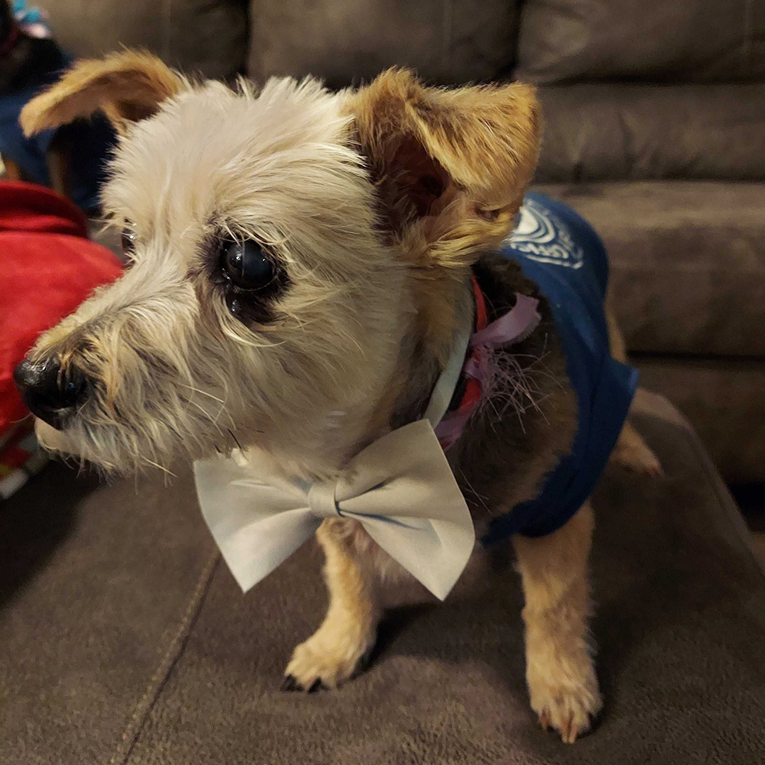 Dogst 2022 - Photo 28