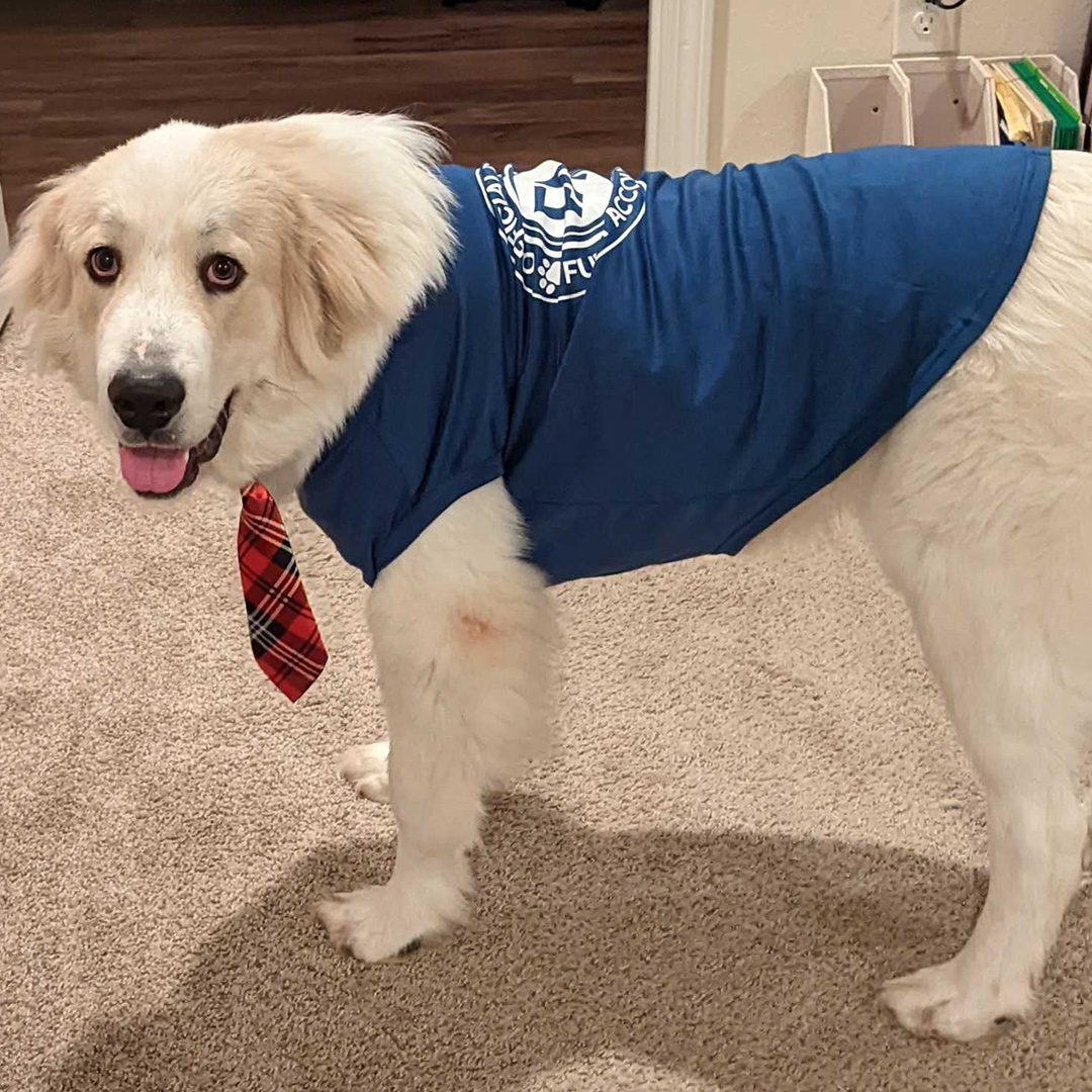 Dogst 2022 - Photo 3