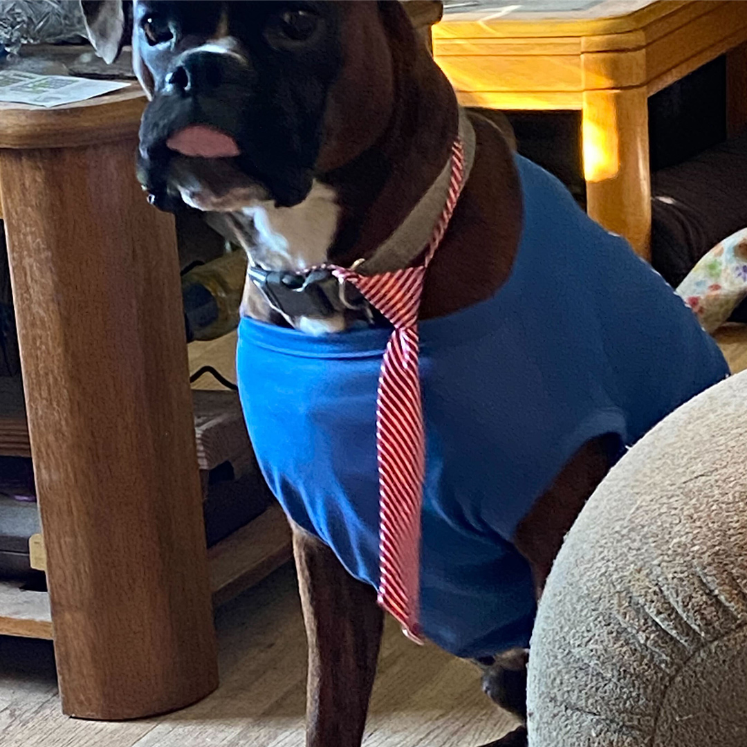 Dogst 2022 - Photo 30