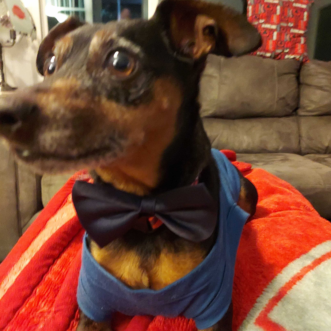 Dogst 2022 - Photo 32