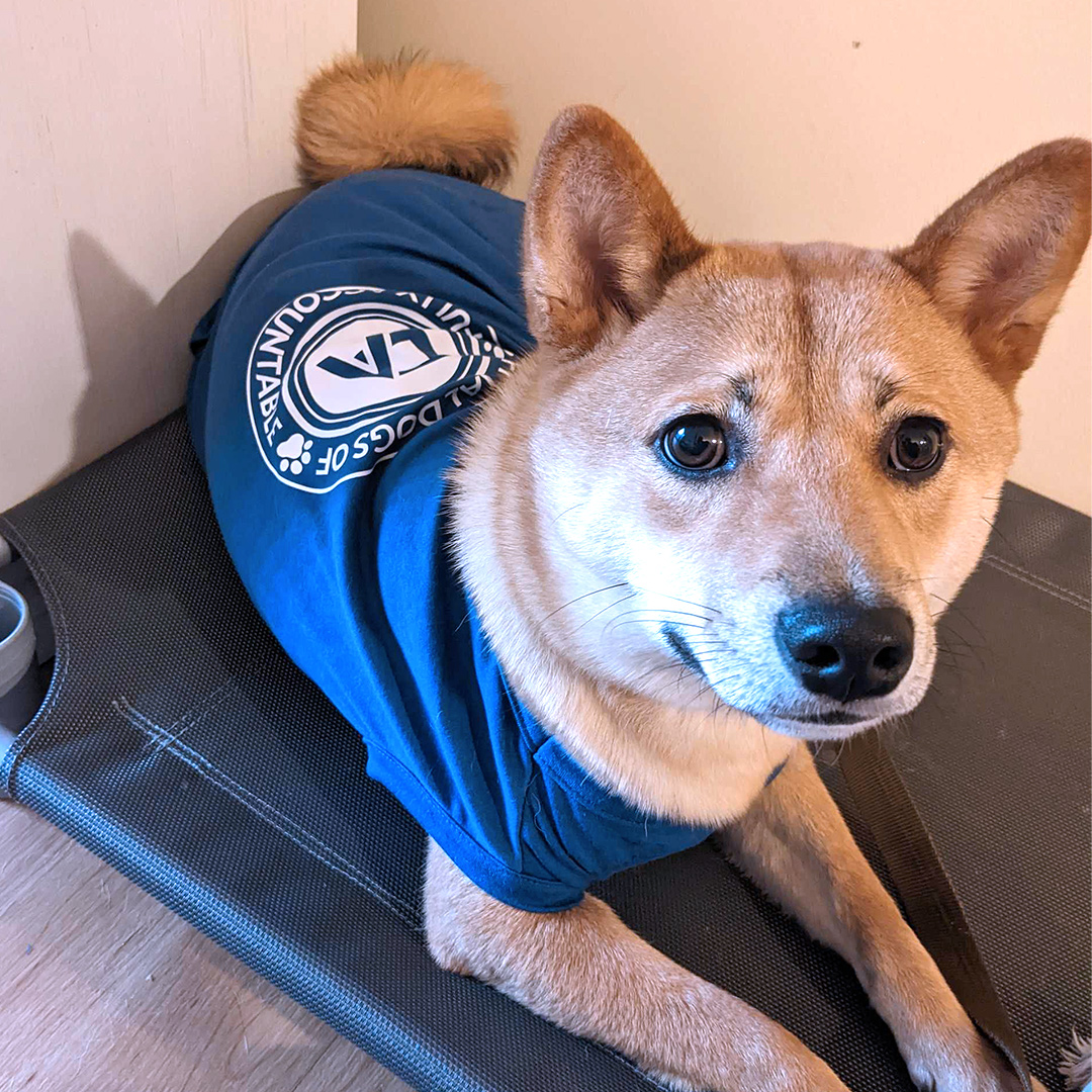 Dogst 2022 - Photo 34