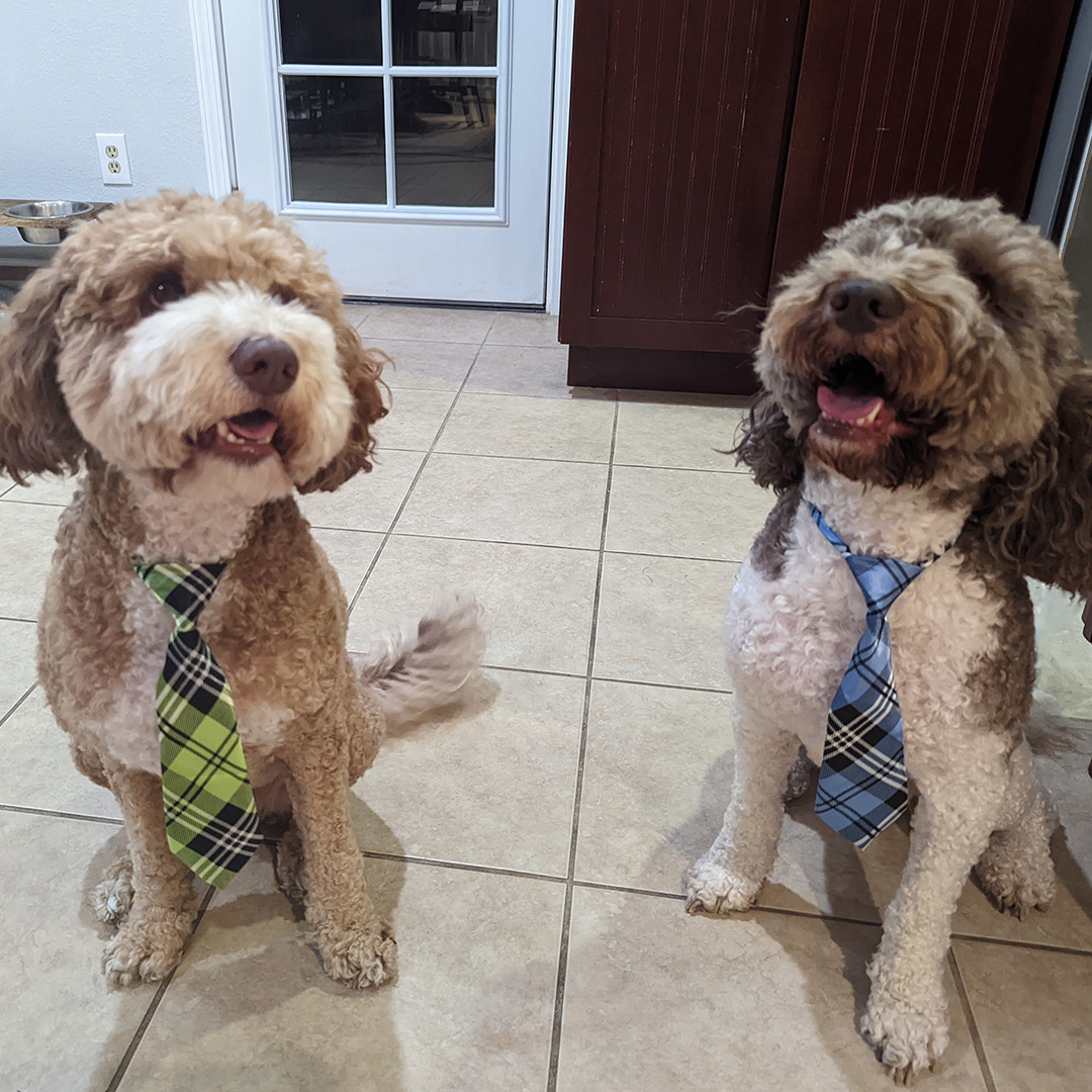 Dogst 2022 - Photo 6