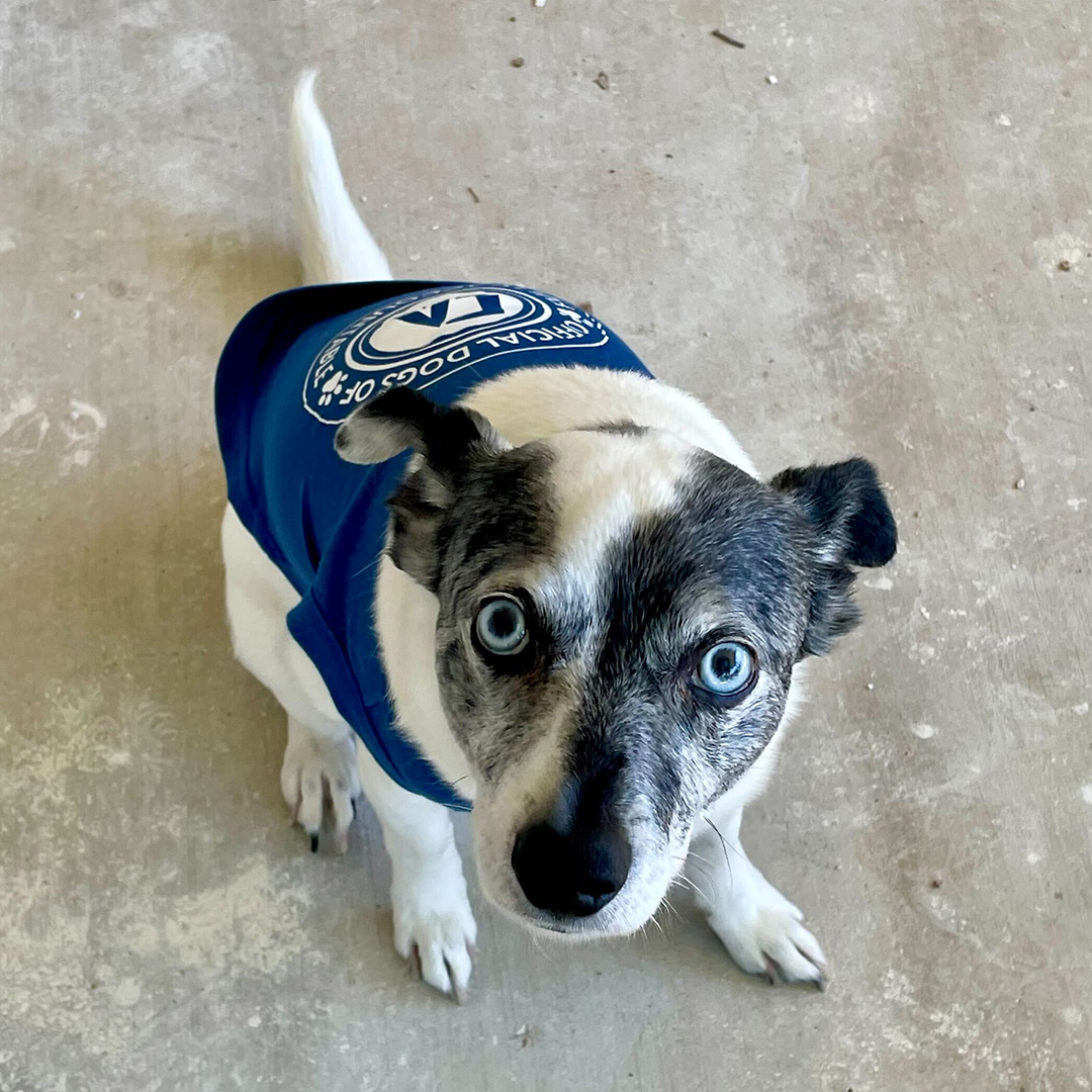 Dogst 2022 - Photo 7