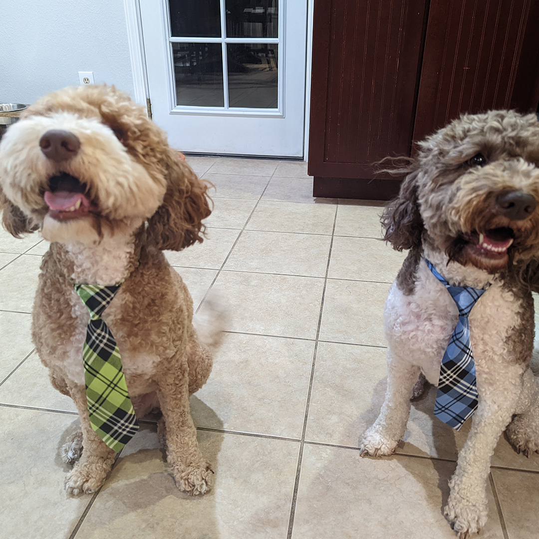 Dogst 2022 - Photo 9